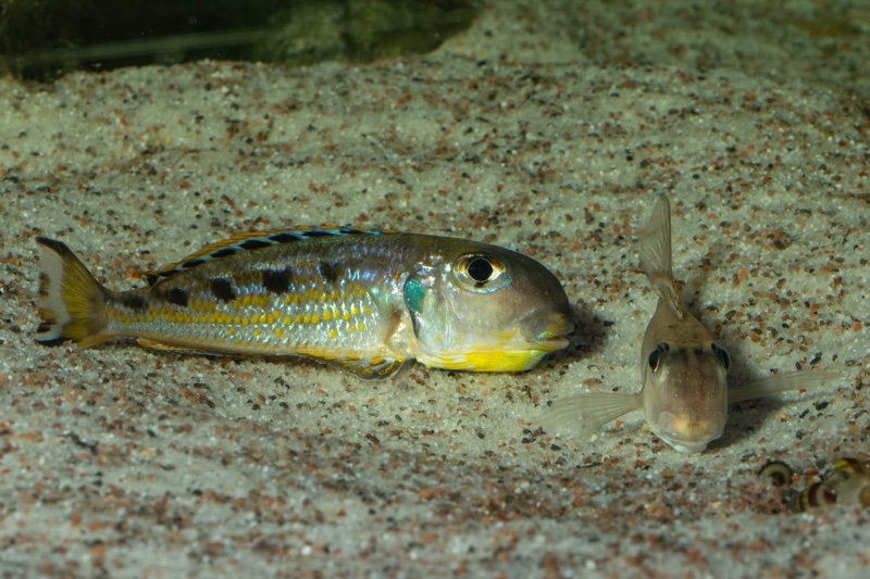 Xenotilapia singularis 'Ikola'